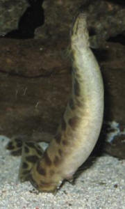 FAQs on Mastacembelid, Spiny Eel Reproduction